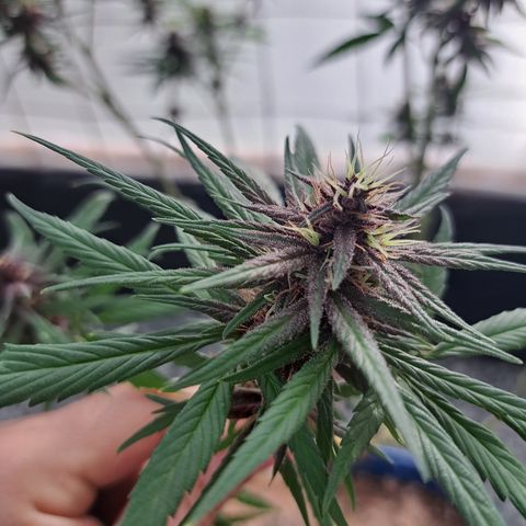 Dagga I growlog timeline photo