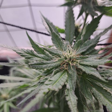 Calima II growlog timeline photo