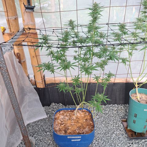 Fresas y Rosas II growlog timeline photo