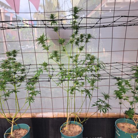 Fresas y Rosas III growlog timeline photo