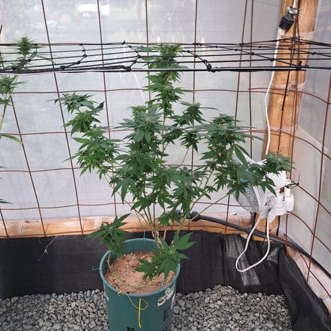 Selva Negra growlog timeline photo