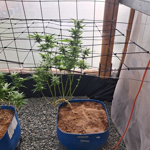 Calima I growlog timeline photo