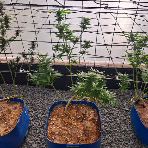 Calima II growlog timeline photo