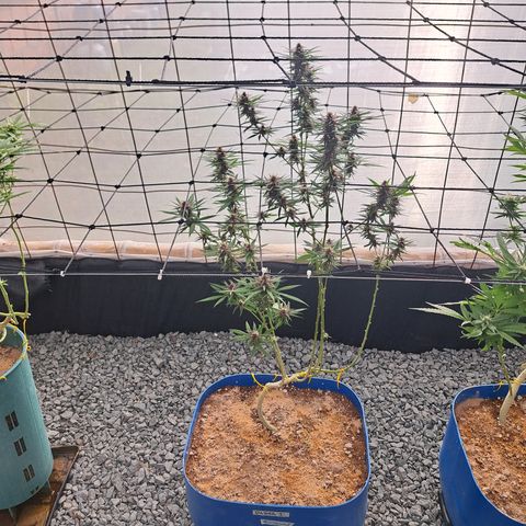 Dagga I growlog timeline photo
