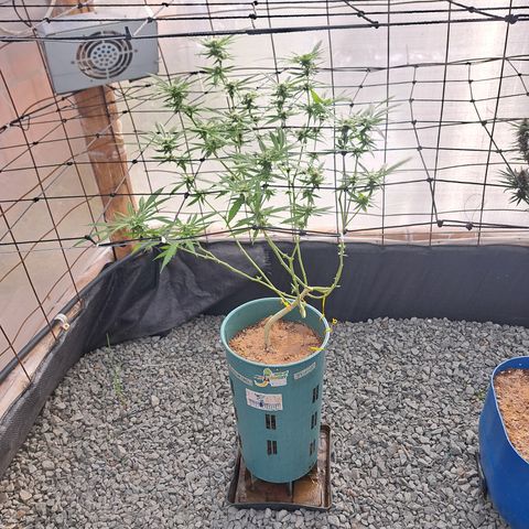 Sativa CBD growlog timeline photo
