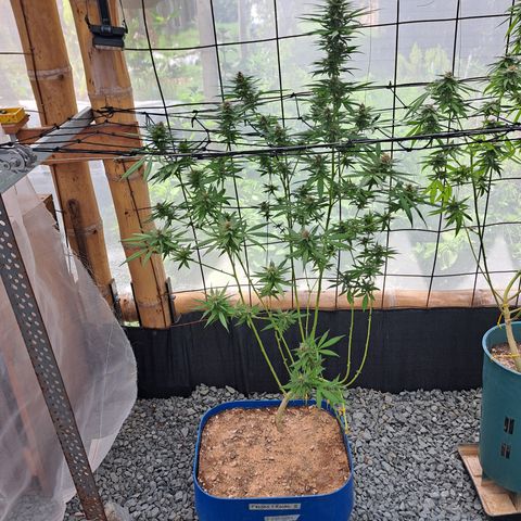 Fresas y Rosas II growlog timeline photo