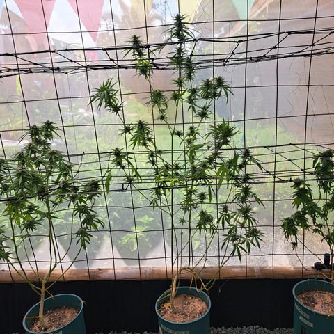 Fresas y Rosas III growlog timeline photo