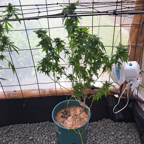 Selva Negra growlog timeline photo