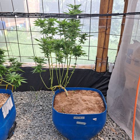Calima I growlog timeline photo
