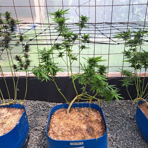 Calima II growlog timeline photo