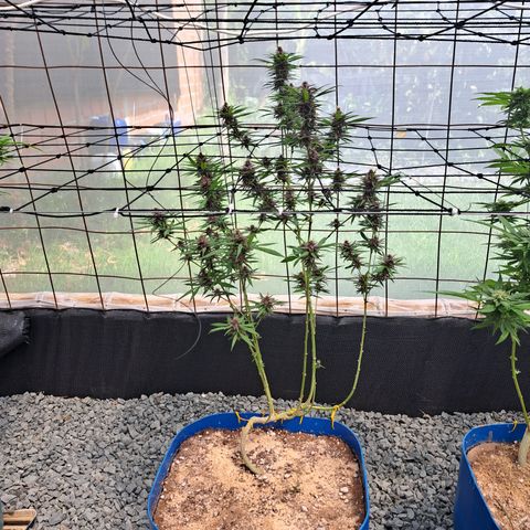 Dagga I growlog timeline photo