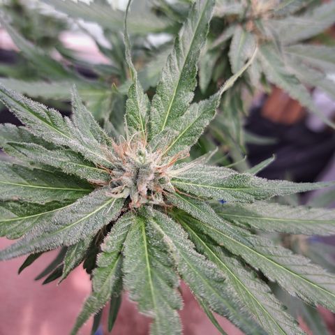Calima II growlog timeline photo