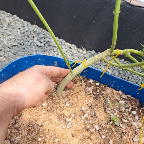 Calima II growlog timeline photo