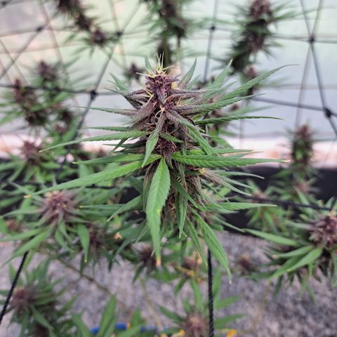 Dagga I growlog timeline photo