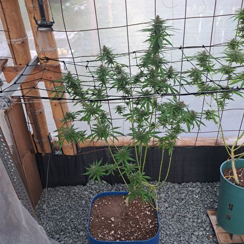 Fresas y Rosas II growlog timeline photo