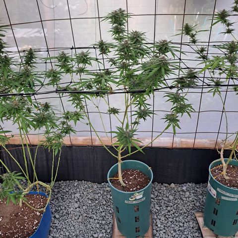 Fresas y Rosas I growlog timeline photo