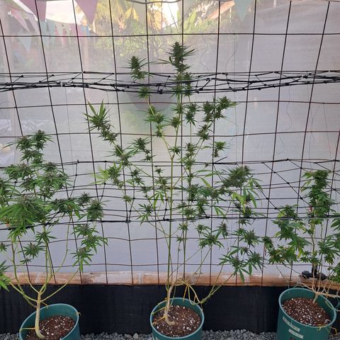 Fresas y Rosas III growlog timeline photo