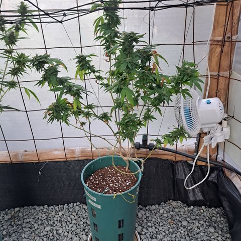 Selva Negra growlog timeline photo