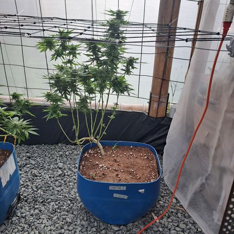Calima I growlog timeline photo