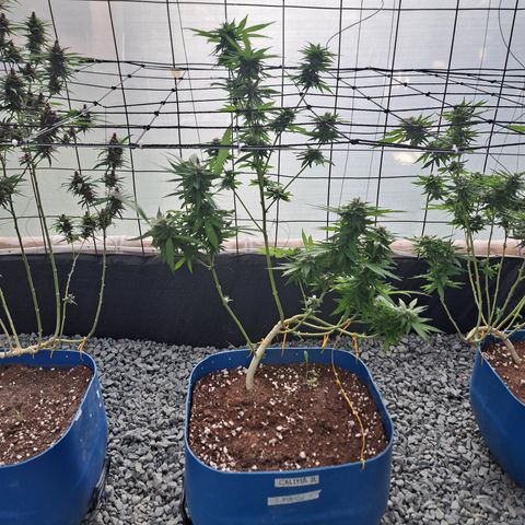 Calima II growlog timeline photo