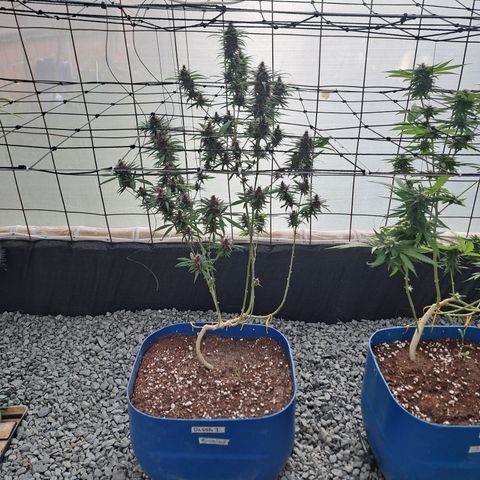 Dagga I growlog timeline photo