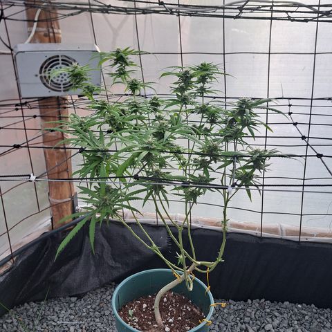 Sativa CBD growlog timeline photo