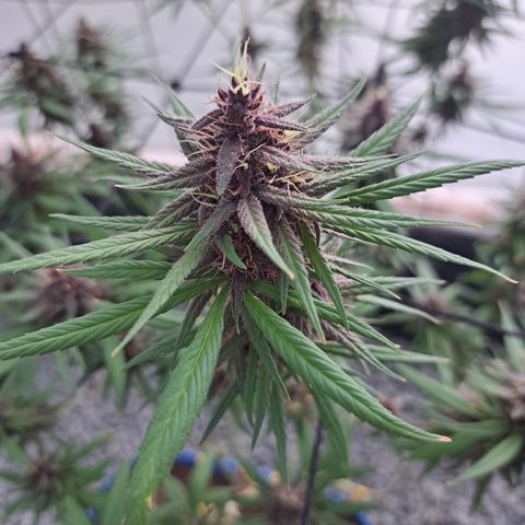 Dagga I growlog timeline photo
