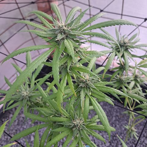 Sativa CBD growlog timeline photo