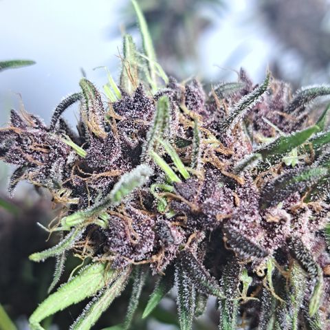 Dagga I growlog photo: Antes de cosecha
