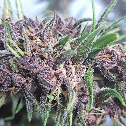 Dagga I growlog photo: Antes de cosecha