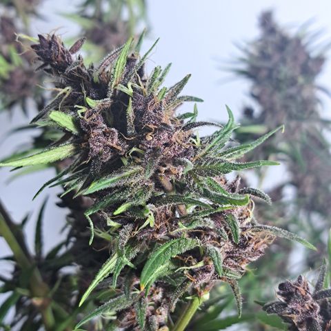 Dagga I growlog photo: Antes de cosecha
