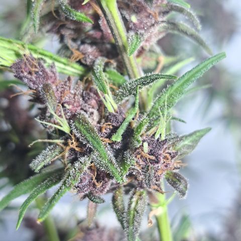 Dagga I growlog photo: Antes de cosecha