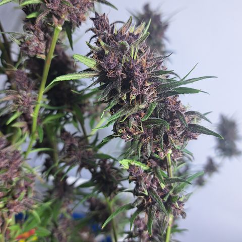 Dagga I growlog timeline photo