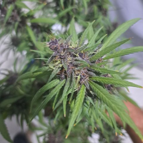 Dagga I growlog timeline photo