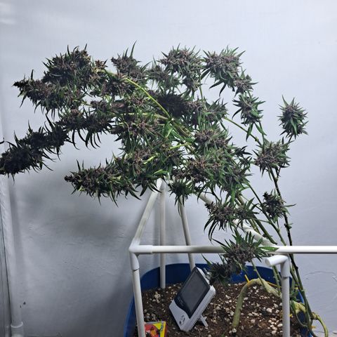 Dagga I growlog timeline photo