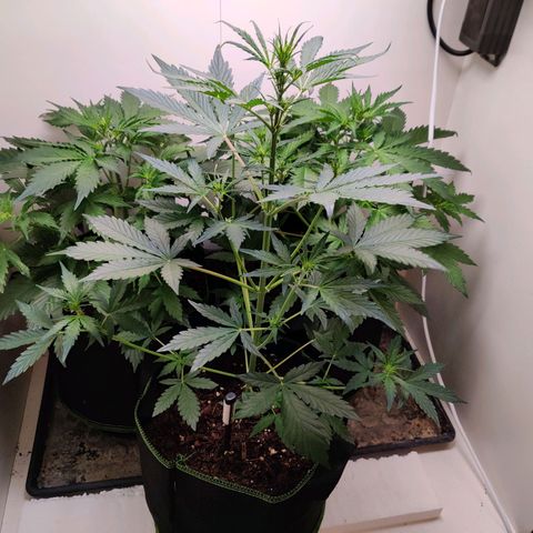 Banana Kush Cake Automatic #3 growlog timeline photo