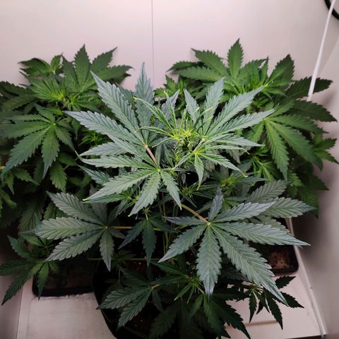 Banana Kush Cake Automatic #3 growlog timeline photo
