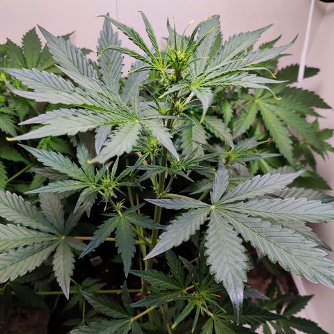 Banana Kush Cake Automatic #3 growlog timeline photo