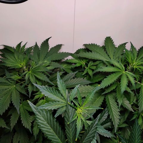 Banana Kush Cake Automatic #3 growlog timeline photo