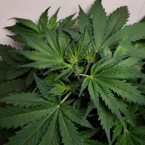 Banana Kush Cake Automatic #3 growlog timeline photo