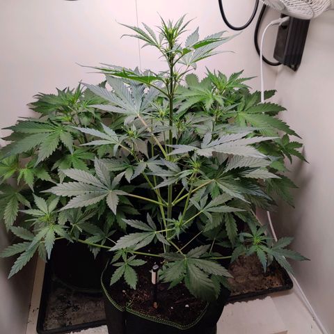 Banana Kush Cake Automatic #3 growlog timeline photo