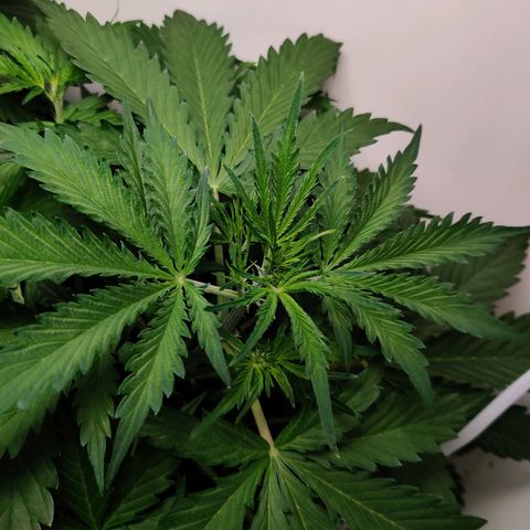 Banana Kush Cake Automatic #3 growlog timeline photo