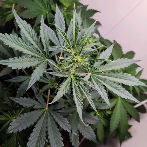 Banana Kush Cake Automatic #3 growlog timeline photo
