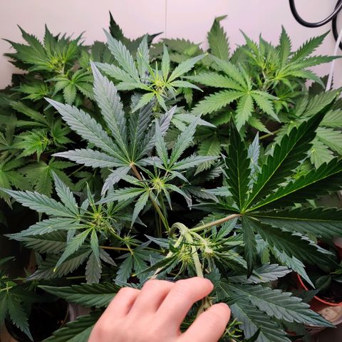Banana Kush Cake Automatic #3 growlog timeline photo