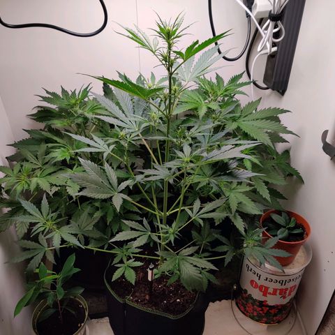 Banana Kush Cake Automatic #3 growlog timeline photo