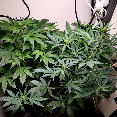 Banana Kush Cake Automatic #3 growlog timeline photo