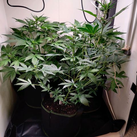 Banana Kush Cake Automatic #3 growlog timeline photo