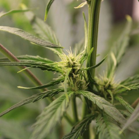 Banana Kush Cake Automatic #3 growlog timeline photo