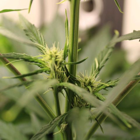 Banana Kush Cake Automatic #3 growlog timeline photo