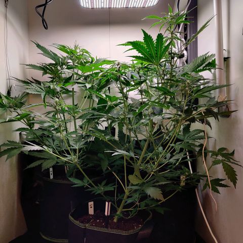 Banana Kush Cake Automatic #3 growlog timeline photo